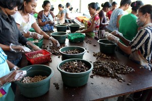Cashew processing factory